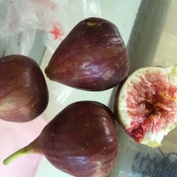 3公分青皮無花果樹苗山東青皮無花果樹苗修剪技術(shù)