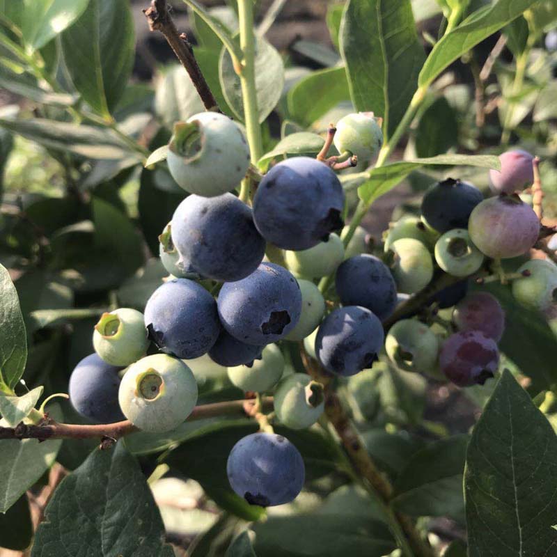 城步苗族自治-实生北极星蓝莓苗行情—3年生蓝莓苗大量出售