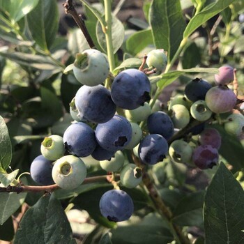 品种蓝莓苗——新中苗木怎么卖
