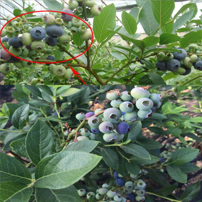 钱德勒蓝莓苗供应、一棵蓝莓苗