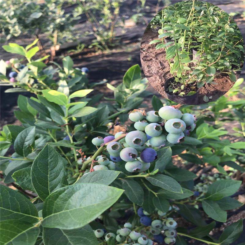 迪克西蓝莓苗产量高收入高的树苗、中熟蓝莓苗