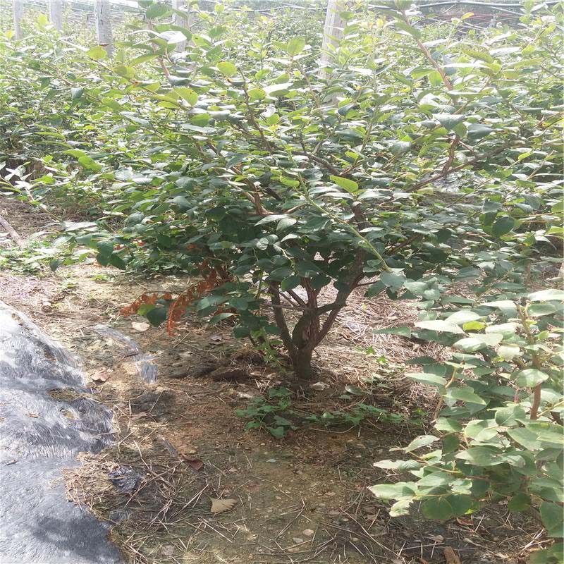 商水-地栽芝妮蓝莓苗品种—3年生蓝莓苗大量出售