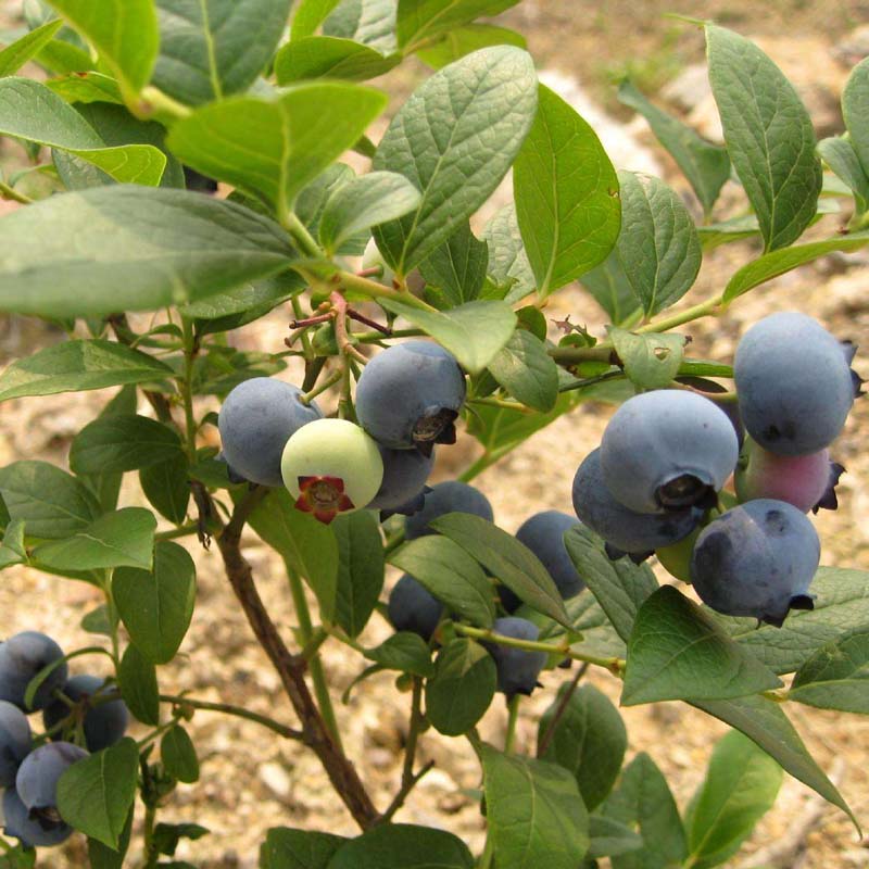 1至6年蓝莓苗——保亭蓝莓苗种植技术