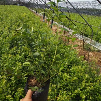 西华-2018年北蓝蓝莓苗新报价—3年生蓝莓苗大量出售