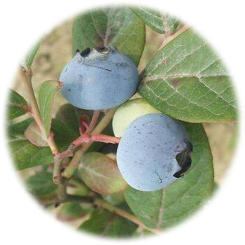 伯克利蓝莓苗——东城街道伯克利蓝莓苗免费拿样