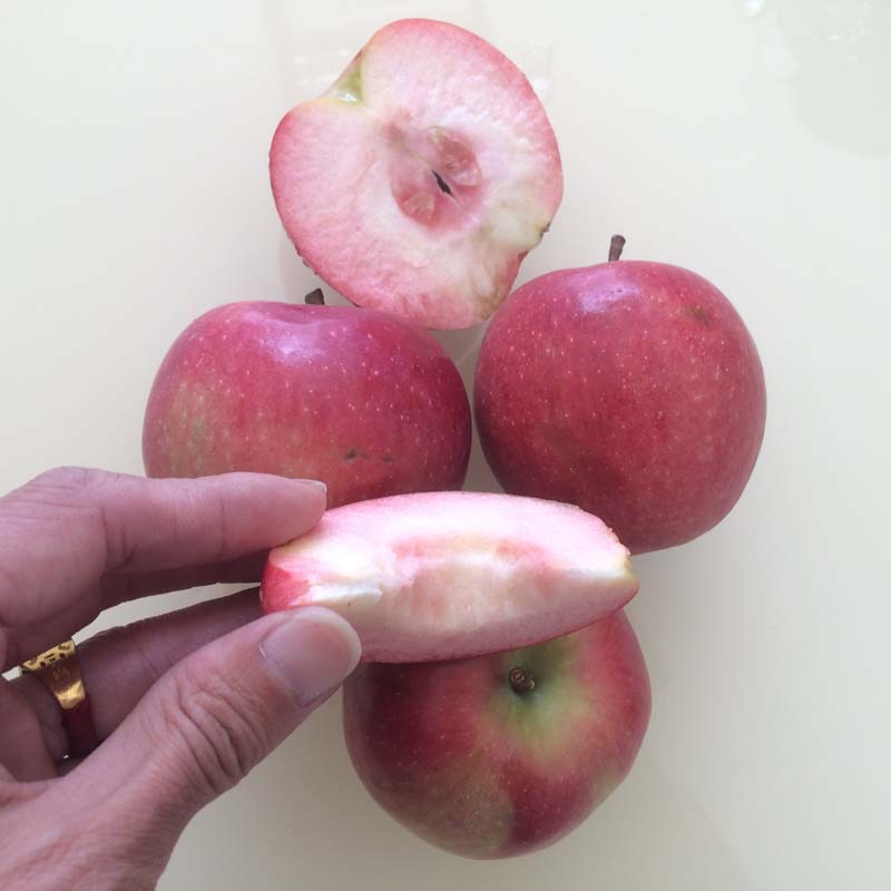 二七区-0.8公分短枝苹果树苗签订合同—矮化及乔华苹果苗详细介绍