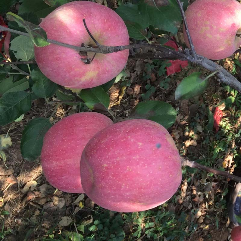 夏邑-一年世界1号苹果树苗商家—矮化及乔华苹果苗详细介绍