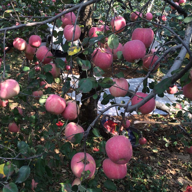 二七区-0.8公分嫩光苹果树苗哪家好—矮化及乔华苹果苗详细介绍