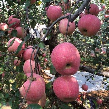 海南岳金苹果苗一亩栽植多少株0.8公分苹果苗一亩栽植多少株