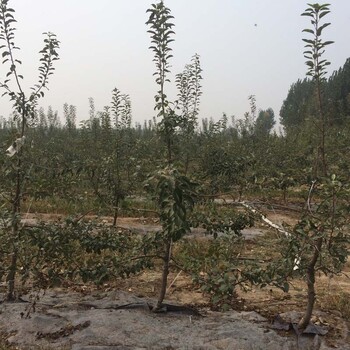 陕州区-北方龙冠苹果树苗欢迎选购—矮化及乔华苹果苗详细介绍