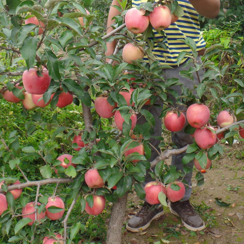晚熟桑萨苹果树苗西藏桑萨苹果树苗品种特性