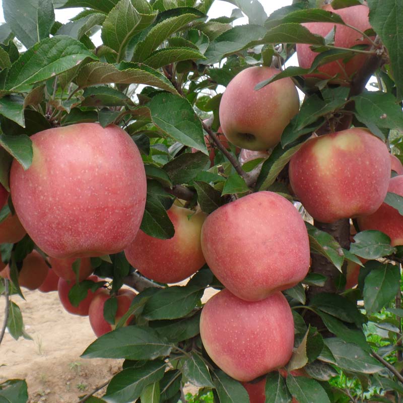 夏邑-一年世界1号苹果树苗商家—矮化及乔华苹果苗详细介绍