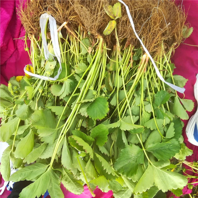  哪家賣的草莓苗好莎草莓小苗晚熟草莓苗