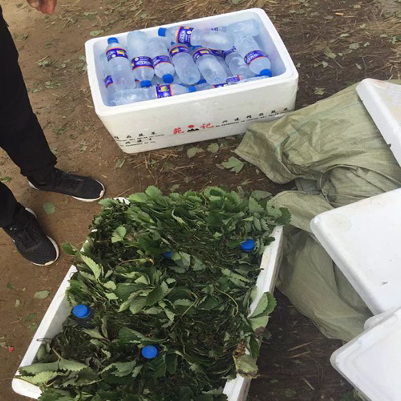 卡姆羅莎草莓小苗基地草莓苗品種誠實可靠的草莓苗供應商