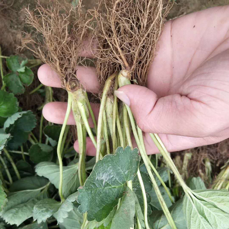 新聞 草莓苗品種白草莓小苗必看
