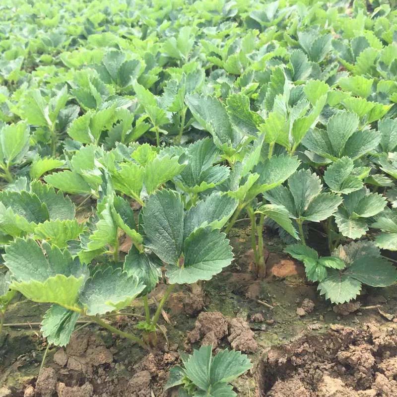  湖北省草莓苗贵草莓小苗2018年新品种草莓苗