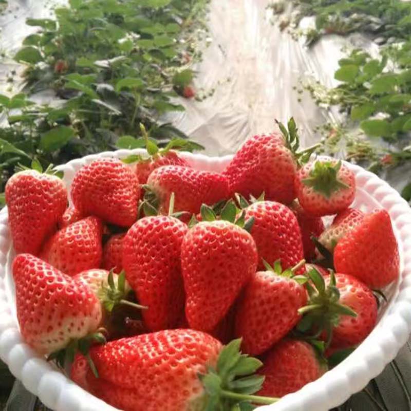 新聞 草莓苗出售寶交草莓小苗經(jīng)濟(jì)效益高的草莓苗