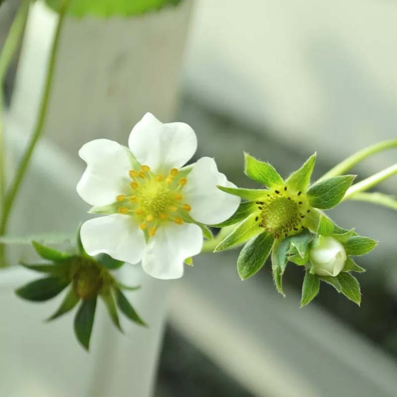  今年草莓苗行情莎草莓苗特大甜紅草莓苗
