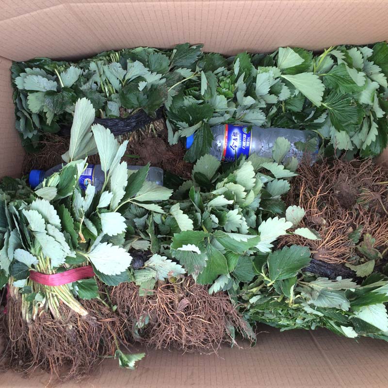 卡姆羅莎草莓小苗基地草莓苗品種誠實可靠的草莓苗供應商