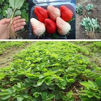 供應(yīng)二代草莓苗新草莓小苗山東草莓苗