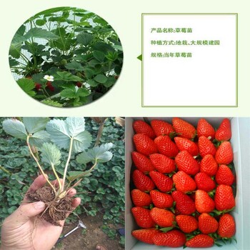 供應(yīng)便宜的草莓苗達(dá)娜草莓小苗成品苗
