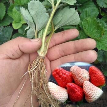 咨讯湖北省草莓苗贵美人草莓小苗2018年新品种草莓苗
