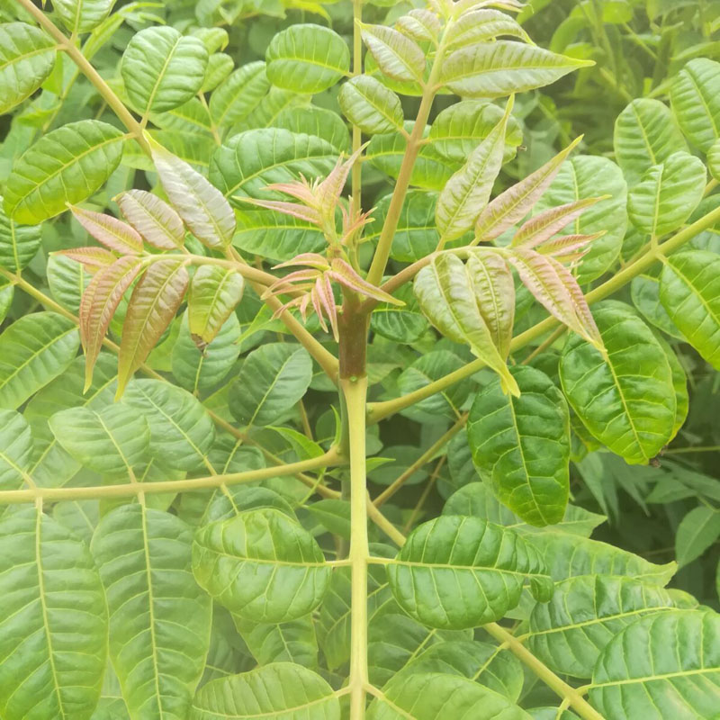 供应 香椿苗价绿叶果科院培育的香椿苗品种