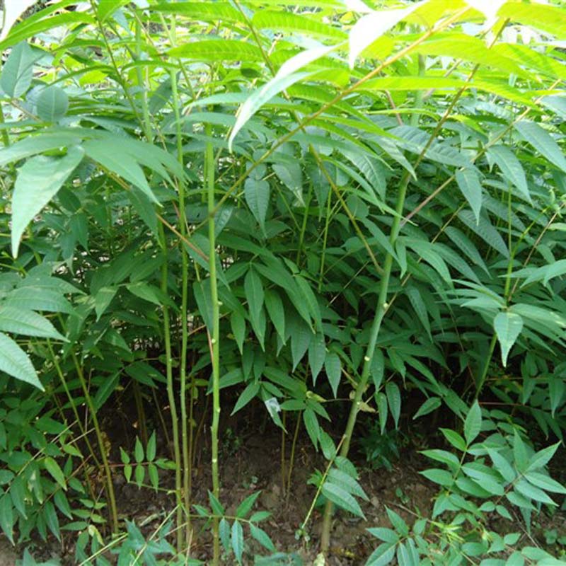  江蘇省香椿苗綠葉一畝栽植多少棵
