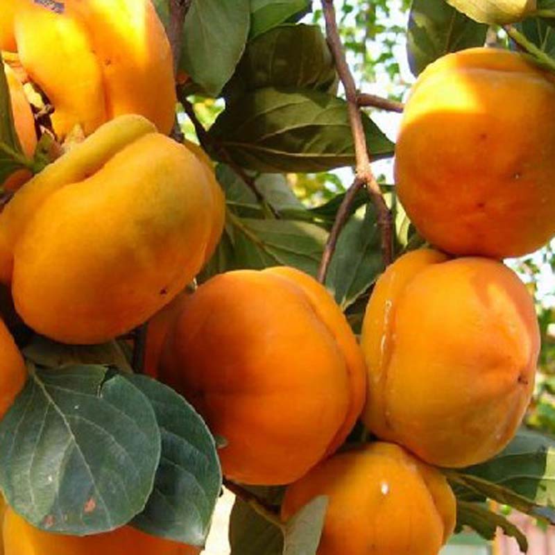 新闻 鄂州8月红柿子苗品种