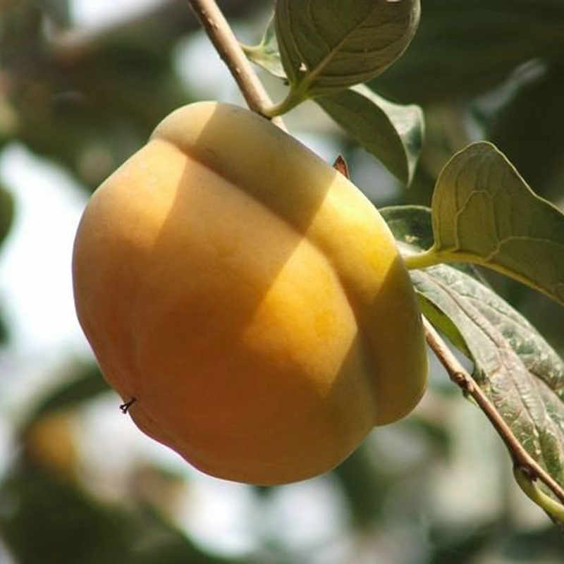 新闻 鄂州8月红柿子苗品种