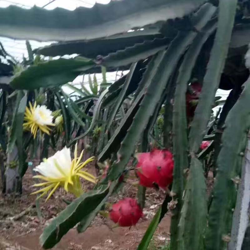  醴陵火龙果苗基地