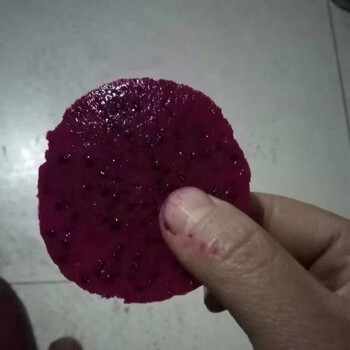 咨訊呼和浩特火龍果苗新價(jià)格