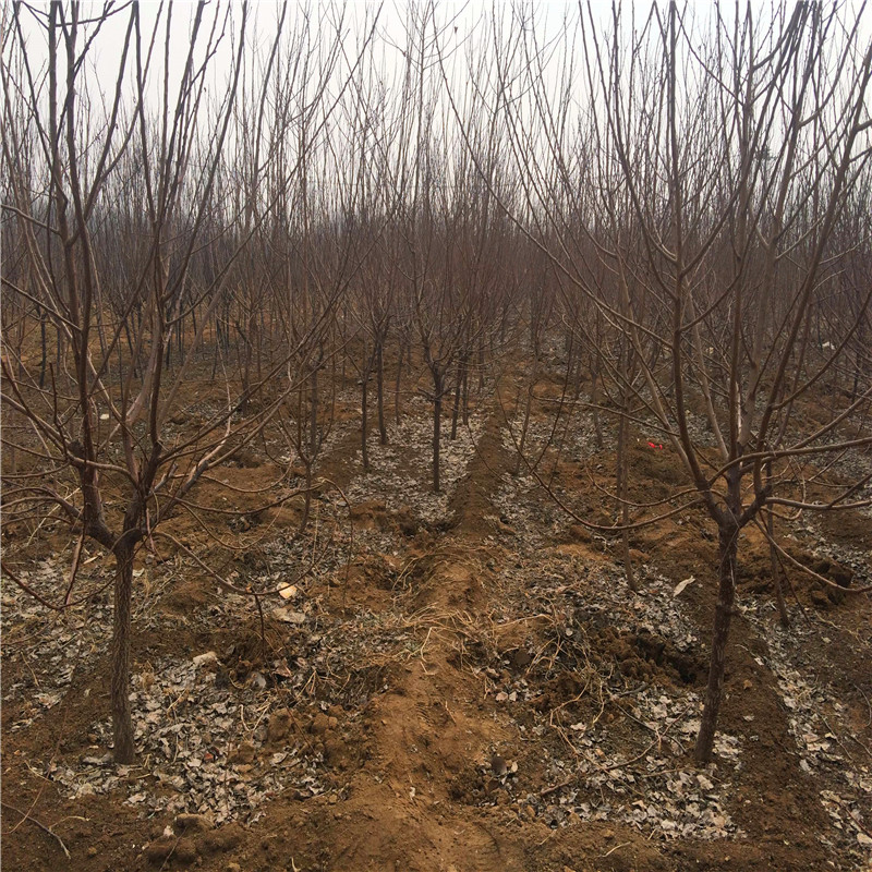 凤岗镇怎么种北京水晶杏树苗——大量销售