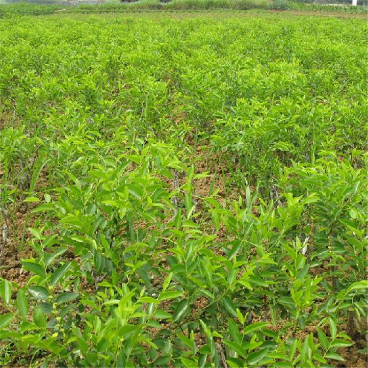 2019年冬棗棗樹河北冬棗棗樹一畝種植多少棵