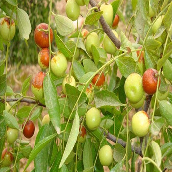 無核紅棗樹品種怎么樣、2年棗樹苗