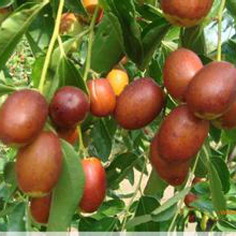 無(wú)核紅棗樹(shù)一畝產(chǎn)多少斤、北方棗樹(shù)苗