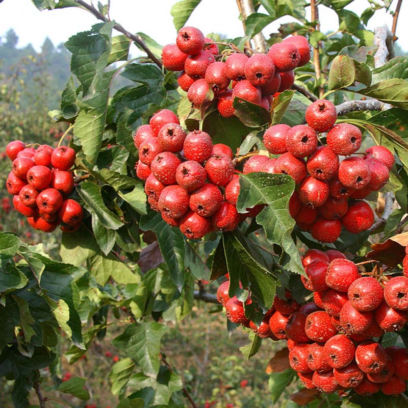 北方大果山楂苗 安次區(qū)歪把紅山楂苗品種