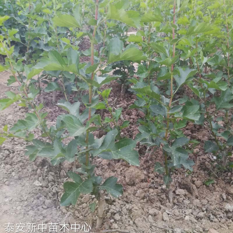 北方大果山楂苗 安次區(qū)歪把紅山楂苗品種
