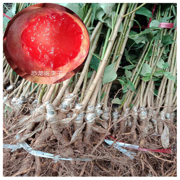盖州市-地栽圣玫瑰李子树苗今年新品种—2年生李子树苗现挖现卖