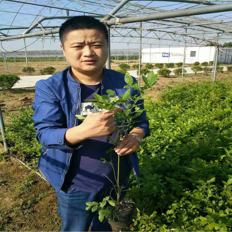蓝莓苗亩产量—— 新中苗木亩产