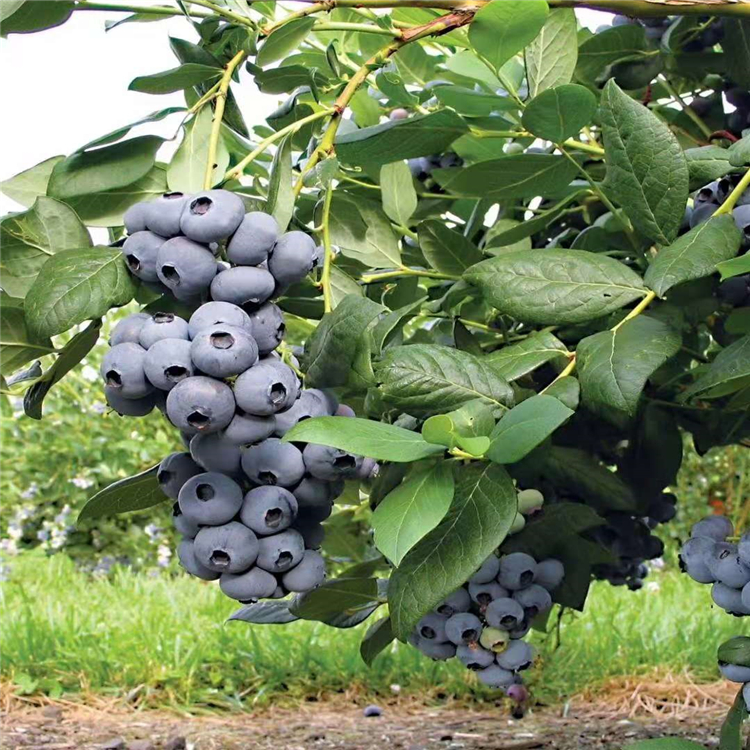 蓝莓含糖量—— 新中苗木生产基地