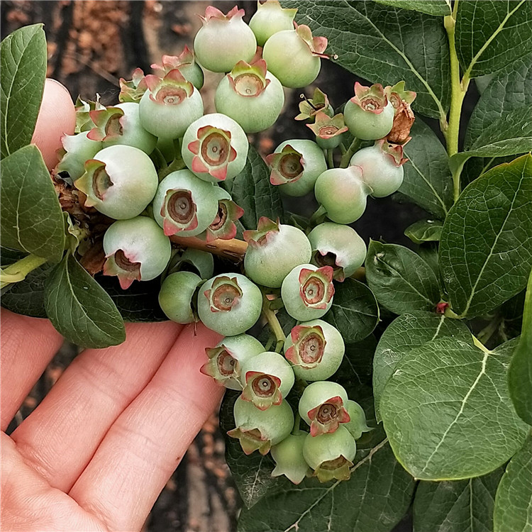 品种蓝莓苗—— 新中苗木怎么卖