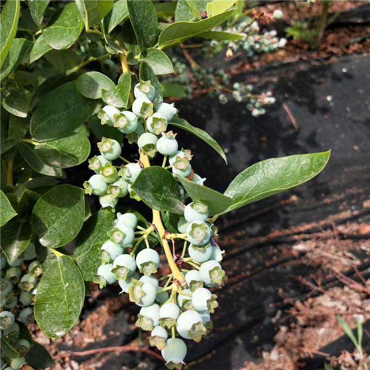 果科院培育的蓝莓苗品种—— 新中苗木新品上市