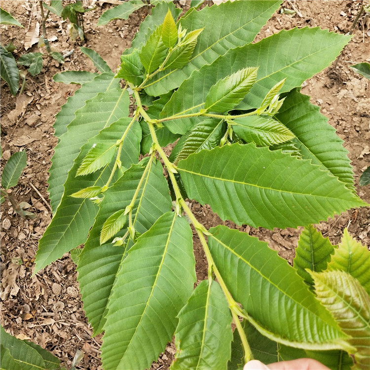 實生海豐板栗苗新中苗木板栗苗質(zhì)量可靠