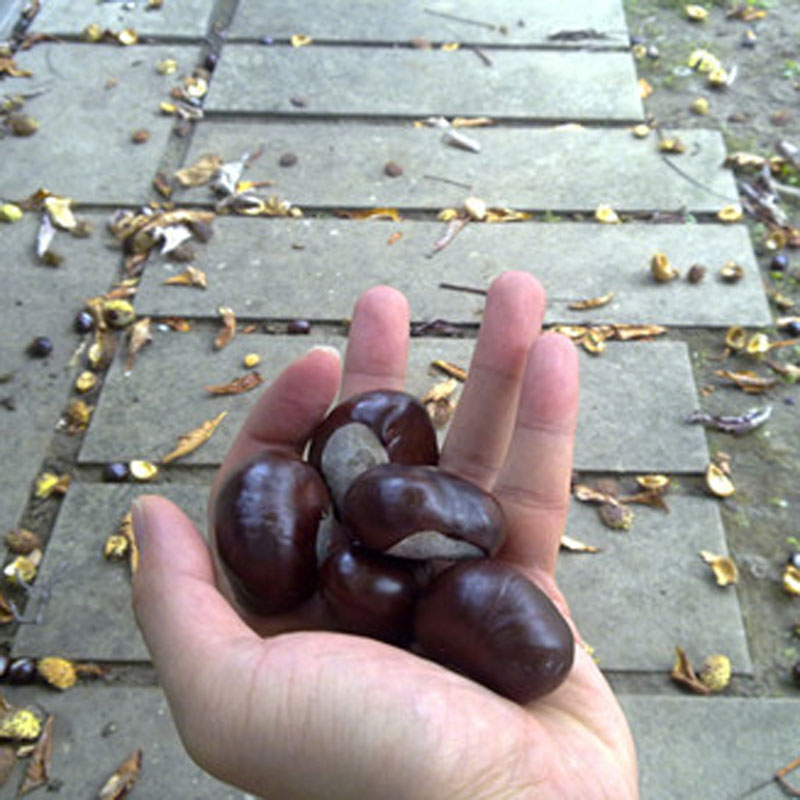 豐產(chǎn)大紅袍板栗苗新中苗木板栗苗上車價