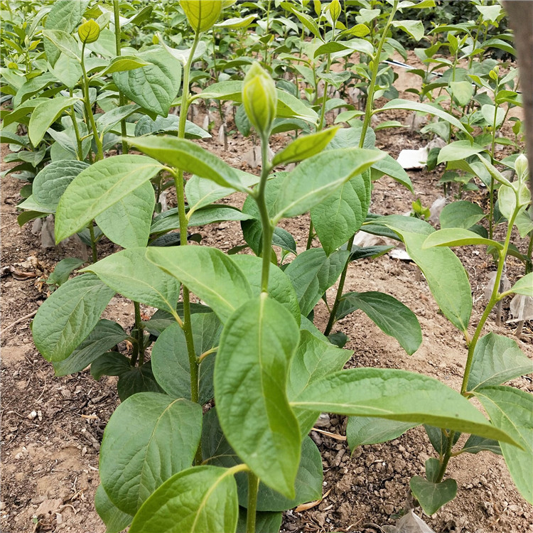 購買黑柿子苗 灌云購買黑柿子苗價格圖片