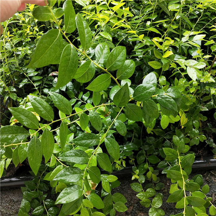 盆栽艾克塔藍(lán)莓苗 萬年伯克利藍(lán)莓苗隨時(shí)發(fā)貨