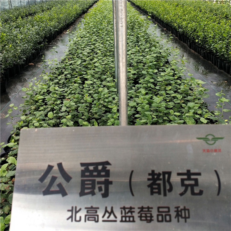出售坤藍(lán)藍(lán)莓苗 南陵伯克利藍(lán)莓苗品種介紹