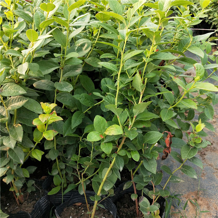 種植大粒星藍莓苗 德欽萊格西藍莓苗原產地