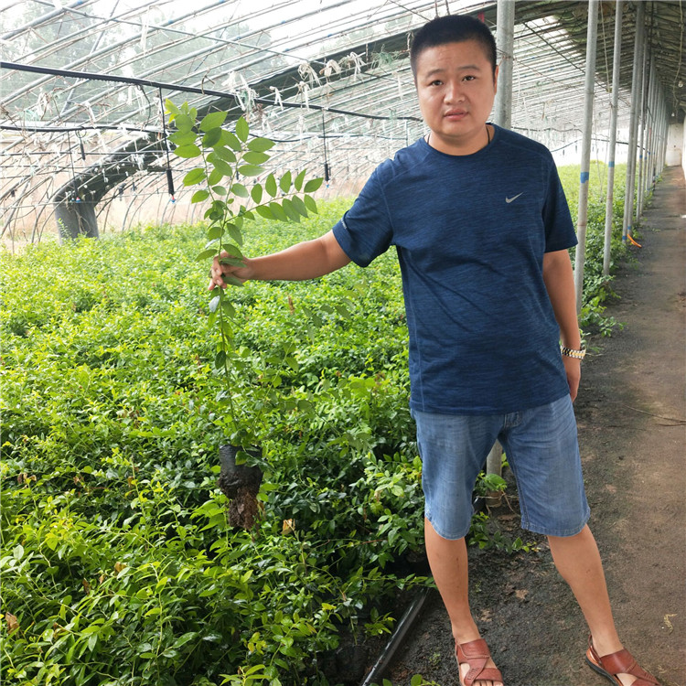 出售藍鳥藍莓苗 憑祥市塞拉藍莓苗零售價